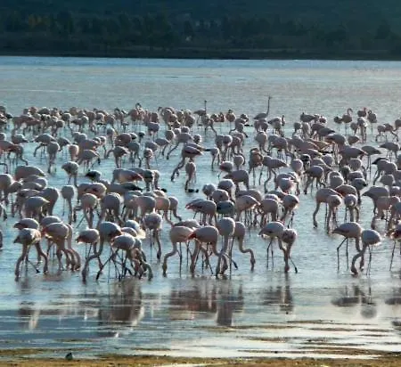 Flamingo Country Club Houses Apartment